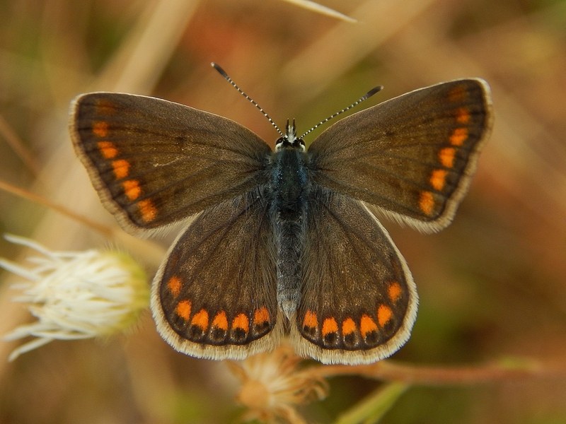 Lycaenidae da identificare/confermare